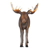 Image of Design Toscano North American Majestic Moose Full Scale Animal Statue NE170211