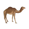 Image of Design Toscano Grand-Scale Desert Camel Statue NE120052