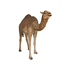 Design Toscano Grand-Scale Desert Camel Statue NE120052